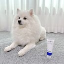 나라라펫 | 보습케어부터 상처케어까지, 강아지연고 펫타입 셀더마겔