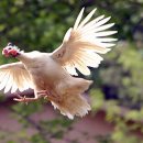 근본닭발 이미지