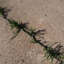 죽동마을 이미지