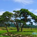 아침의 향기 이미지