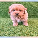 팡팡애견 이미지