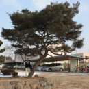 이화초교 이미지