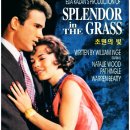 Splendor in the Grass 초원의 빛 1961 중 OST, theme Dschinghis Khan / We Love You| 이미지