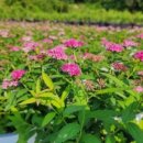 생명농장 이미지