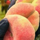 선옥농장 이미지