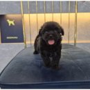 도그패밀리 이미지