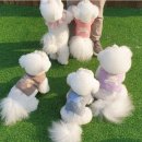 샬롬메디 | 동물병원에서도 추천한다는 사료!