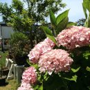 팡팡펜션 이미지