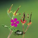 하늘땅바람 이미지