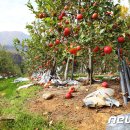 주한농장 이미지