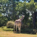 기쁜몰 | 일본 오사카 여행 일기 4편(덴노지 동물원, 아베노큐즈몰, 간사이공항 식당)