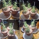 라오나 | 애정을 주면 왜 귀해지는지