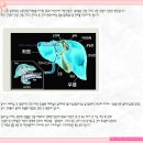 유사나 헤파실 간 영양제 추천★아이허브간영양제vs★아이사랑 유사니멀즈 이미지