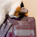 반려동물보감연구소 이미지