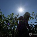 용봉보건진료소 이미지