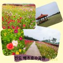 백조어린이집 | 진도 가볼만한 곳 진도 백조호수공원 코스모스 개양귀비등 나들이 하기좋은 곳 다녀온 후기.