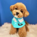 디오펫샵 이미지