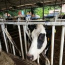 건우목장 이미지