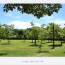 상림광장 이미지