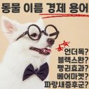 파랑새마켓