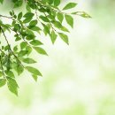 자연의 소리 이미지