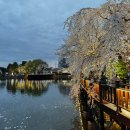창녕군 영산도서관 | 부산근교 벚꽃 창녕 수양벚꽃 만년교 연지못 개화시기 명소 근처 맛집 도천진짜순대 아이와 후기