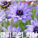 큐피드