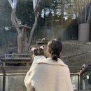 (주)판다미디어 | 에버랜드 판다월드 후기 | 대기시간과 관람시간, 돌아기 반응까지 총정리