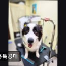 미용특공대 이미지