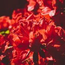 봄정원디자인 이미지