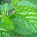 뽕나무집 이미지