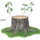 그루터기 이미지