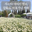 데이지 | 강화도 마호가니 데이지 시즌 방문 후기와 포토존