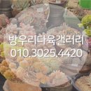 방우리 다육갤러리