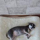 펫미장원 네이버블로그