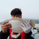 포항가자미 이미지