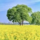 🎵힐링음악 테라피~🌸🍀 💚HMT.시리즈 49ㅡ바디공명_보이스힐링 50ㅡ자장가_이완명상 51ㅡ티벳 플룻_3단계 호흡명상 이미지