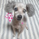 채리애견샵 이미지