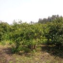 표선면 세화리 이미지