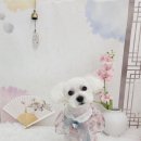 베베펫 천안 애견미용 | 천안 태리펫 애견미용실 | 말티푸 전체미용 후기 !