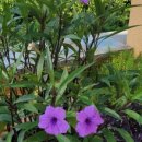 도화 민박 이미지