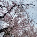 씨유 동인천거리점 | 동인천 벚꽃 명소 자유공원 후기 (+차이나타운, 벚꽃축제, 주차 꿀팁)