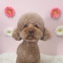 스프링댕댕 이미지