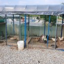 용천농장 이미지