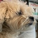 홍제동물병원 | [ 홍제역 | 강아지 미용 ] 한솔 동물 병원 말티푸 강아지 미용 후기