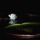 석천할아버지 이미지