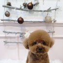 살롱드미미즈 이미지