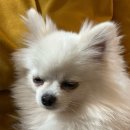 (주)펫둥이 | 일산 메가주 펫페어 후기-[MEGAZOO]