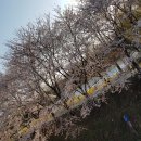 서울 벚꽃소식 이미지