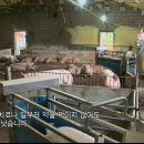 스페샬돼지
